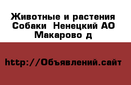 Животные и растения Собаки. Ненецкий АО,Макарово д.